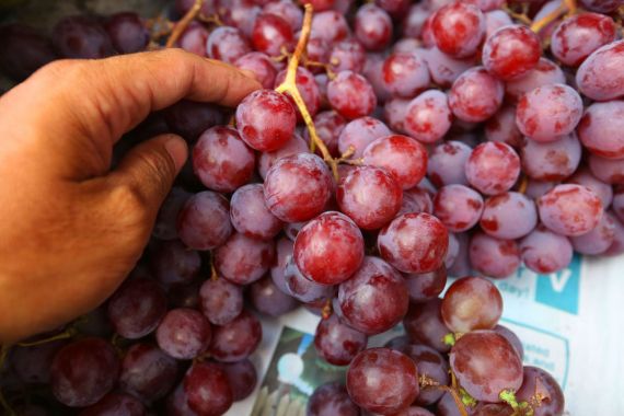 7 Khasiat Anggur yang Ampuh Lindungi Tubuh dari Penyakit Ganas Ini - JPNN.COM