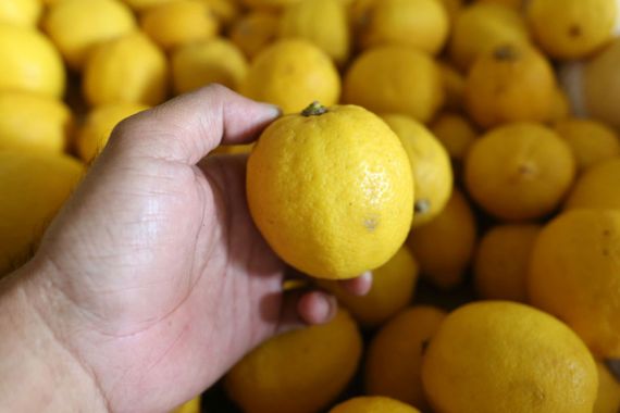4 Manfaat Lemon yang Tidak Terduga, Wanita Pasti Suka - JPNN.COM