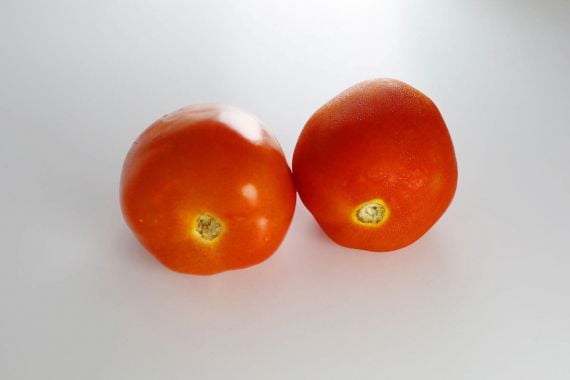 6 Manfaat Tomat untuk Kecantikan Kulit Wajah, Wanita Pasti Suka - JPNN.COM
