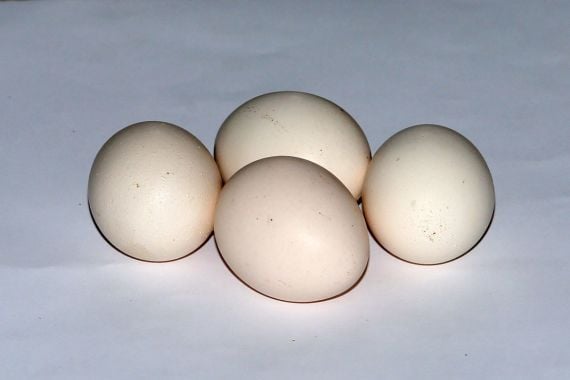 Hati-hati, Ini Lho Bahaya Konsumsi Telur Setengah Matang - JPNN.COM