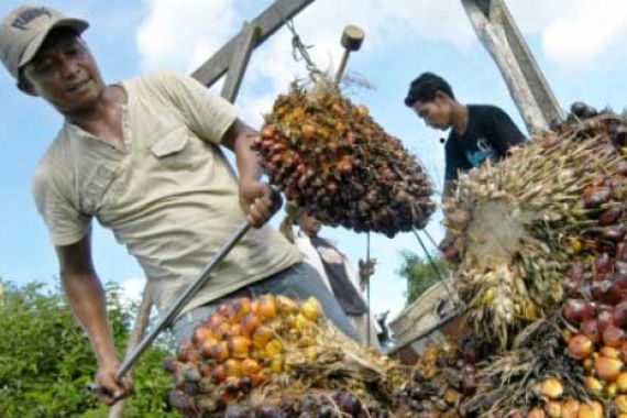 Harga Sawit Turun, Karet Stabil - JPNN.COM