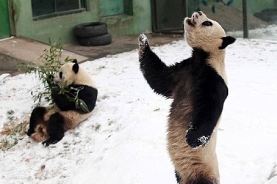 Panda di Tiongkok Bisa Ber-Gangnam Style - JPNN.COM