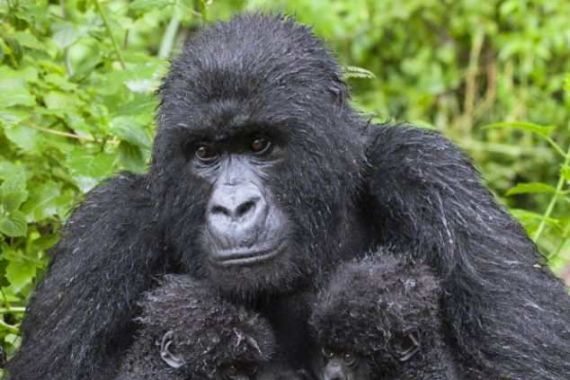 Bayi Kembar Gorila Lahir di Rwanda - JPNN.COM