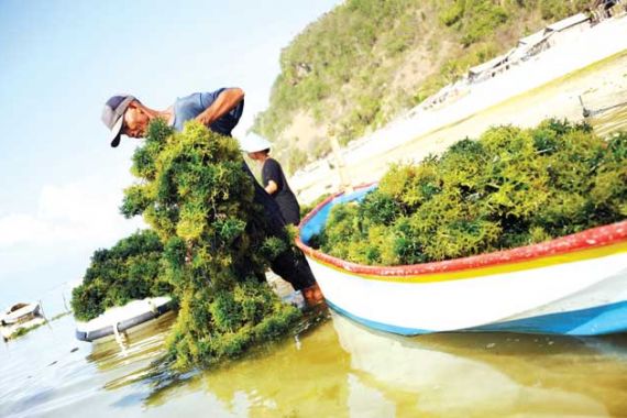 Harga Rumput Laut Indonesia Ditentukan Tiongkok - JPNN.COM