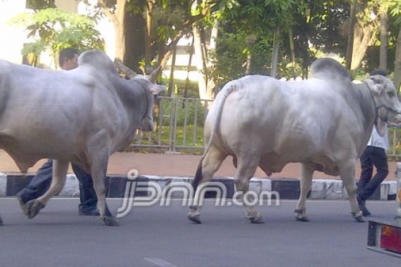 Sebelum Disembelih, Sapi SBY jadi Idola di Istiqlal - JPNN.COM