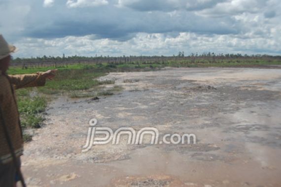 Sungai Tercemar Limbah Sawit, Ratusan Kerbau Rawa Mati - JPNN.COM