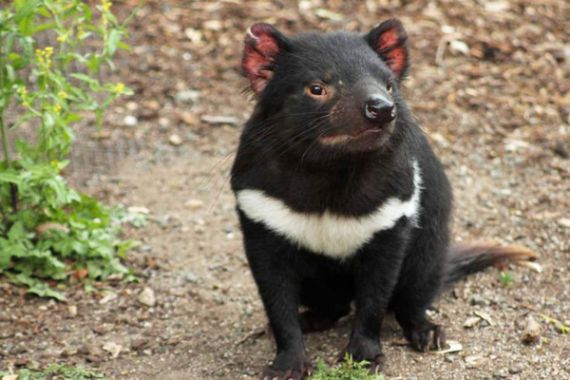 Direlokasi, Tasmanian Devil Suka Curi Sepatu - JPNN.COM