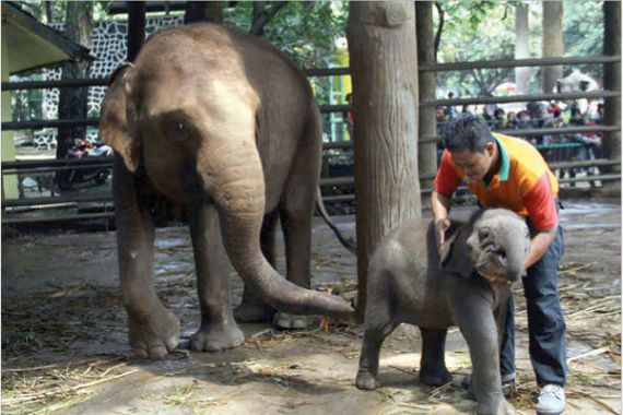 Joa, Gajah Sumatera Penghuni Baru Ragunan - JPNN.COM