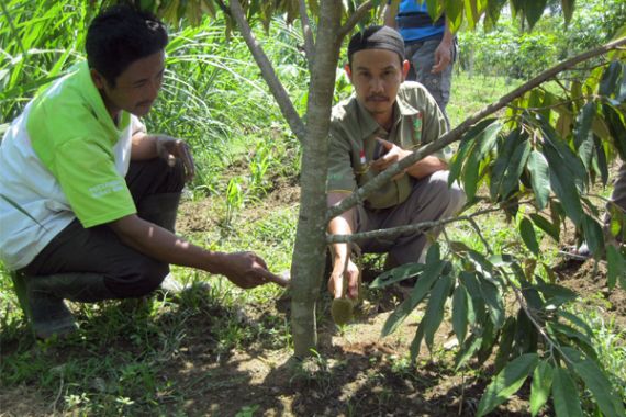 Menunggu Panen Durian Montong Boyolali - JPNN.COM