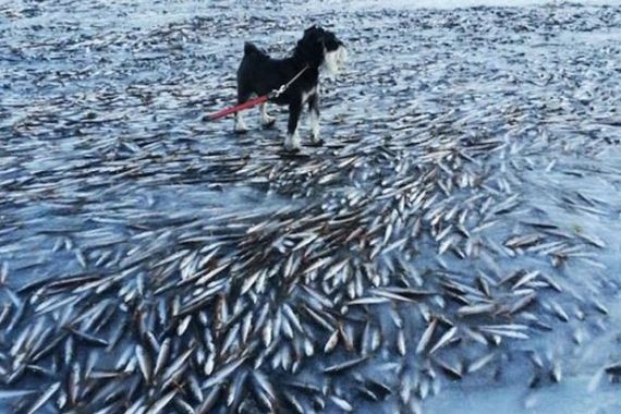Ribuan Ikan Terperangkap Laut Beku di Norwegia - JPNN.COM