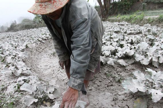 Erupsi Kelud, Kerugian Petani Kota Batu Capai Rp 20 M - JPNN.COM