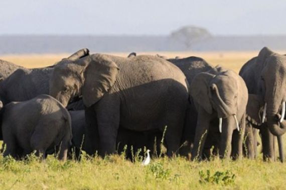 Gajah Afrika Bisa Bedakan Bahasa dan Suara Manusia - JPNN.COM