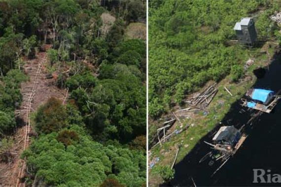 Illegal Logging di Suaka Margasatwa Kerumutan - JPNN.COM