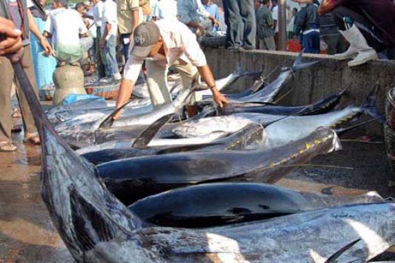 Ikan Tuna Donggala Tembus Pasar Amerika - JPNN.COM