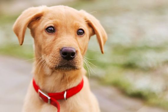 Anjing Ini akan Jadi Saksi Pembunuhan di Persidangan - JPNN.COM