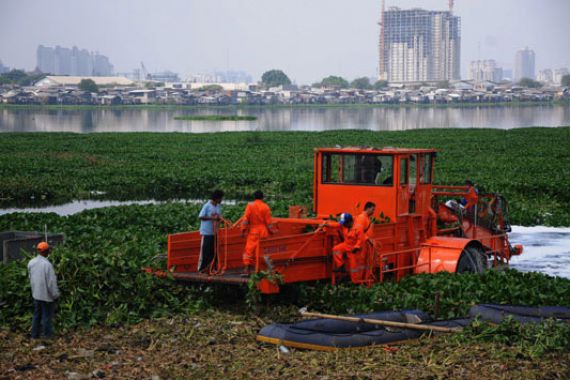 Beli Alat Pemotong Eceng Gondok Butuh Rp 2,5 M - JPNN.COM