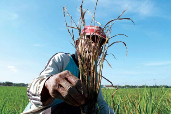 Wereng Serang Padi di Dua Kecamatan - JPNN.COM