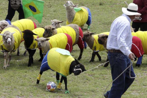 Jelang Piala Dunia, Kolombia Gelar Lomba Domba - JPNN.COM