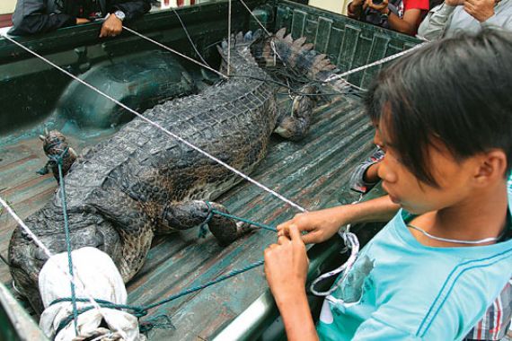 Tangkap Buaya Muara Empat Meter - JPNN.COM