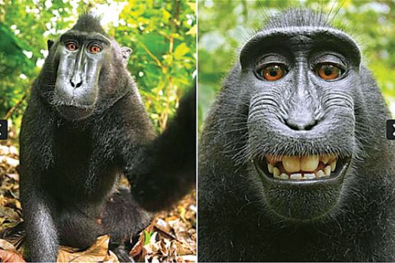 Selfie Monyet Sulawesi Picu Debat Hak Cipta - JPNN.COM