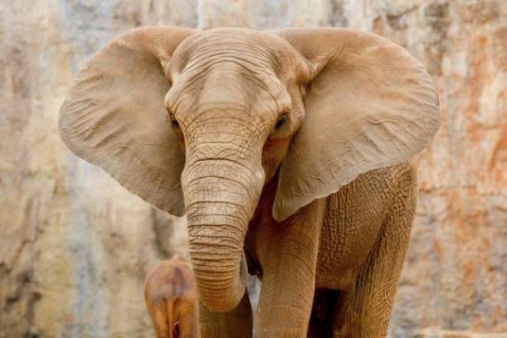 Lebih dari 33.000 Gajah Afrika Dibunuh di Tahun 2010-2012 - JPNN.COM