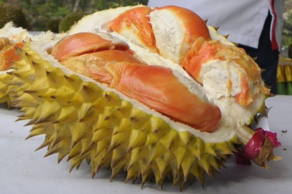 Bupati Sebar Seribu Bibit Durian Merah - JPNN.COM