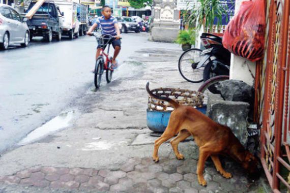 Di Bali, Sehari Kasus Gigitan Anjing Mencapai 110-120 - JPNN.COM