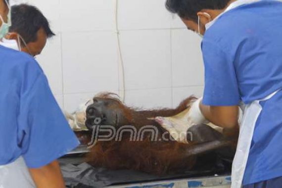 Sadis! Orangutan Ditembak Bak Teroris - JPNN.COM