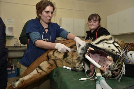 Amir, Harimau Sumatera yang Nambal Gigi di Inggris - JPNN.COM
