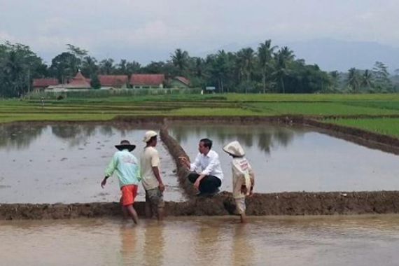 Iriana Unggah Foto Jokowi Blusukan di Sawah - JPNN.COM