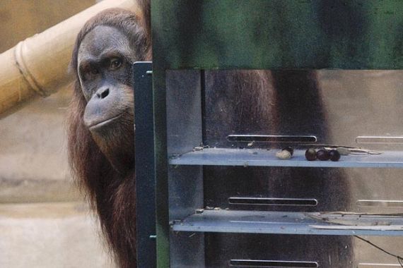 Argentina Berikan Hak Asasi untuk Orang Utan Pemalu - JPNN.COM