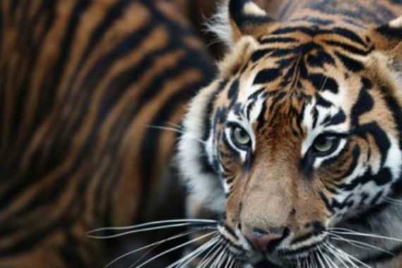 Hampir Punah, Harimau Sumatera Bernama Kirana Lahirkan Kembar Tiga - JPNN.COM