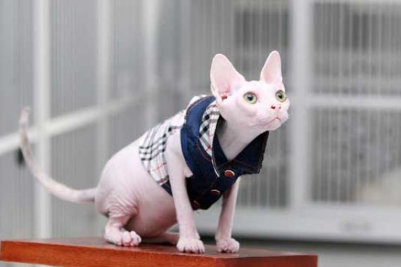 Menggemaskan.. Sphynx, si Kucing tanpa Bulu - JPNN.COM