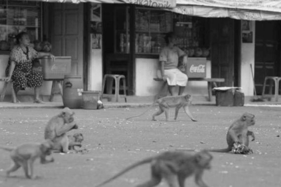 Kawanan Monyet Liar Serang Dua Desa - JPNN.COM