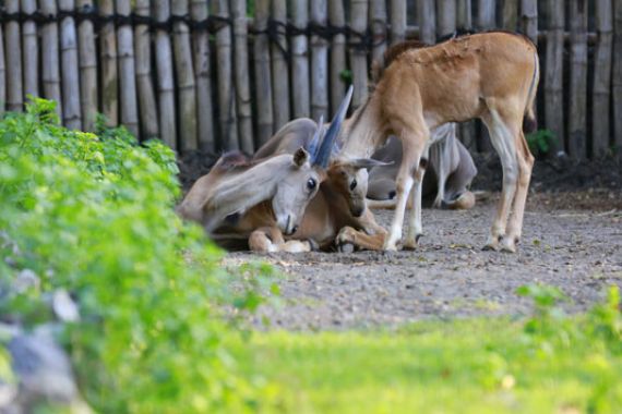 Kebun Binatang Ini Rugi Rp 1 Miliar - JPNN.COM