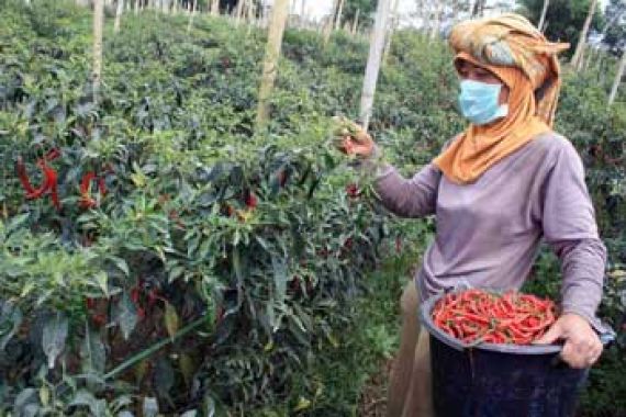 Kasihan Petani, Harga Cabai Rp 8 Ribu per Kg - JPNN.COM