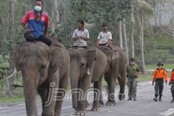 Gajah Sumatera Terancam Punah, Diburu Manusia, Diserang Virus - JPNN.COM