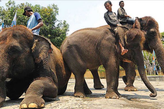 Sudah Kesal, Warga Ancam Bunuh Gajah - JPNN.COM