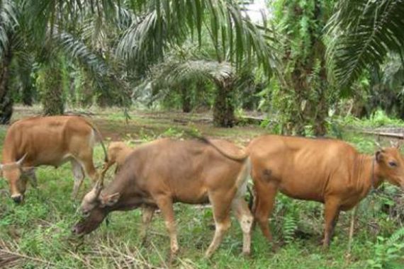 Daerah Ini jadi Percontohan Integrasi Sawit-Sapi - JPNN.COM