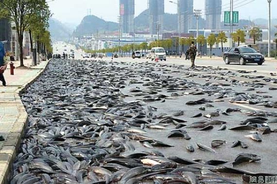 Polisi Ini Tabrak Bentor, Puluhan Kilogram Ikan Tumpah di Jalan - JPNN.COM
