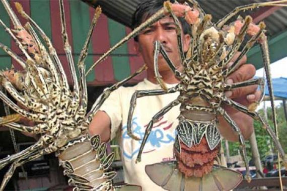 Lihat Nih... 200 Lobster Dikembalikan ke Habitat - JPNN.COM