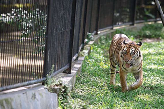 KBS Dapat Hibah Harimau dari Taman Safari - JPNN.COM