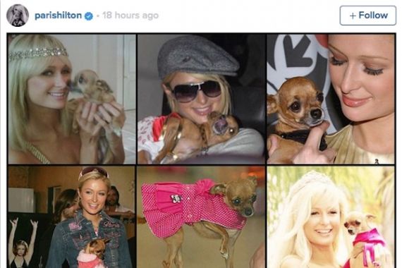 Anjing Kesayangan Mati, Paris Hilton Patah Hati - JPNN.COM