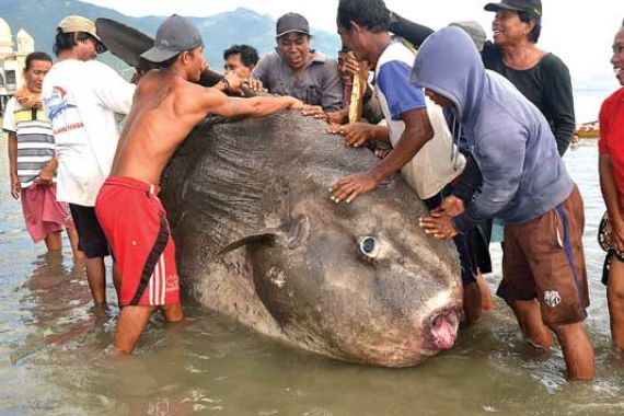 Wow! Nelayan Tangkap Ikan Seberat 1 Ton, Bentuknya Aneh - JPNN.COM
