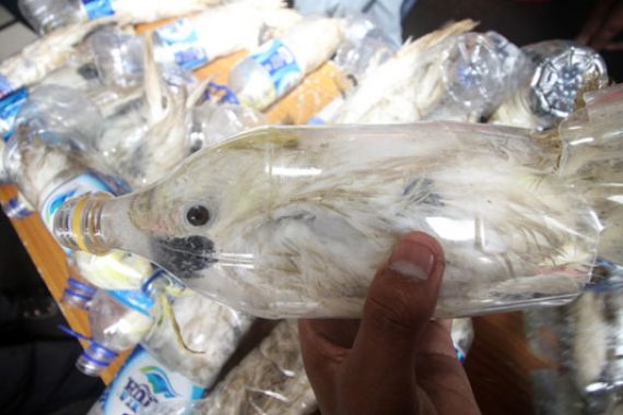 Lihat nih, Modus Baru Penyelundupan, Burung Eksotis di Botol Air Mineral - JPNN.COM