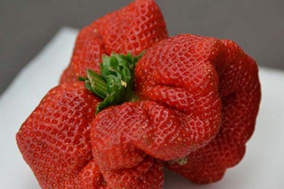 Lihat Nih...Strawberry Terberat di Dunia Pecahkan Rekor 32 Tahun - JPNN.COM