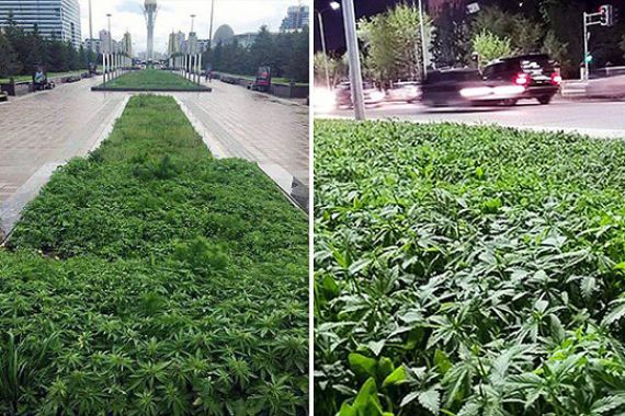 Lihat nih, Ada Ladang Ganja Tumbuh Subur di Taman Kota - JPNN.COM