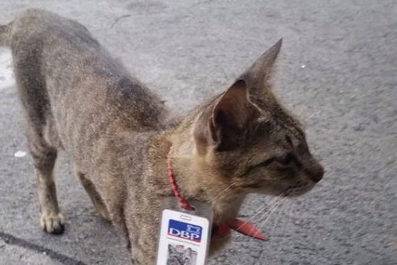 Kucing Ini Bekerja di Bank, Dia Juga Dilengkapi ID Card, Apa Tugasnya? - JPNN.COM