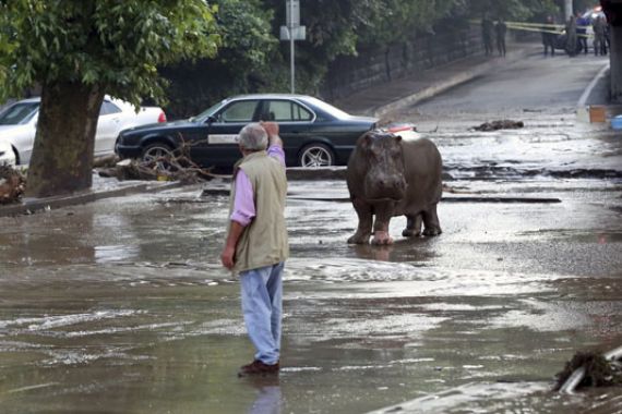 Gempar! Banjir, Binatang Buas Lepas dari Kandang, Berkeliaran di Jalan - JPNN.COM