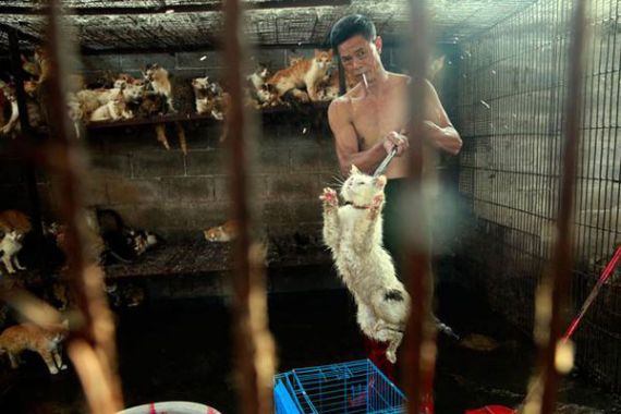 Aktivis Pencinta Hewan Tandatangani Petisi Hentikan Festival Daging Anjing di Yulin - JPNN.COM